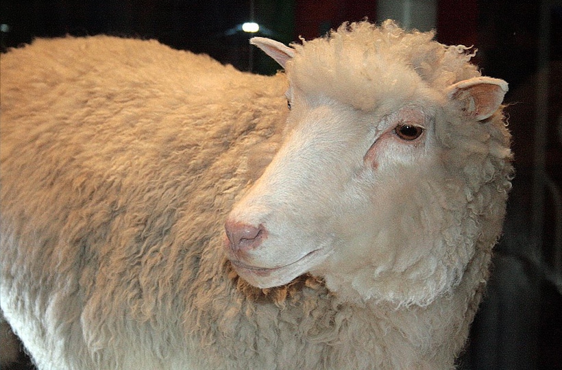 dolly-the-sheep