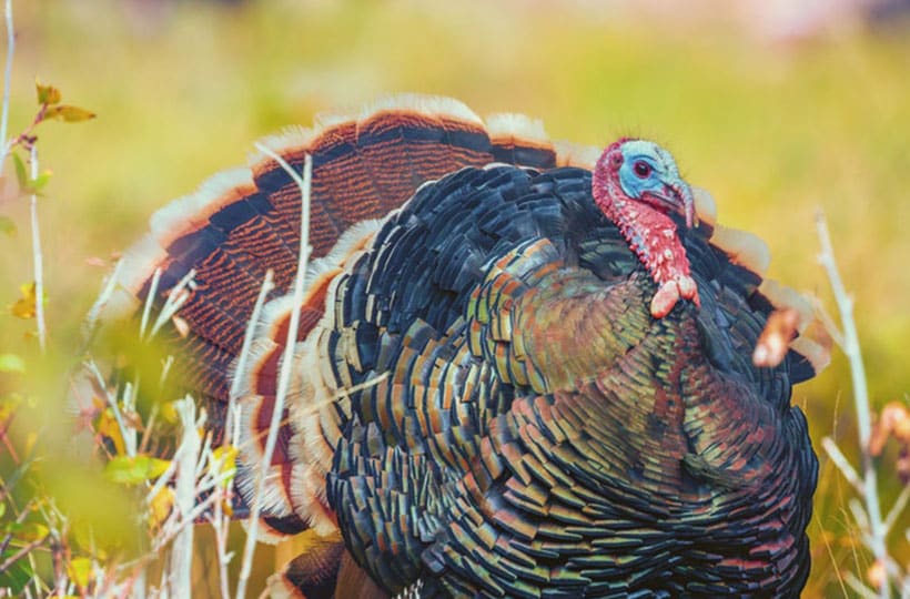 turkey