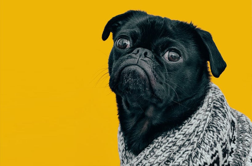 Chinese New Year: Top dogs to follow